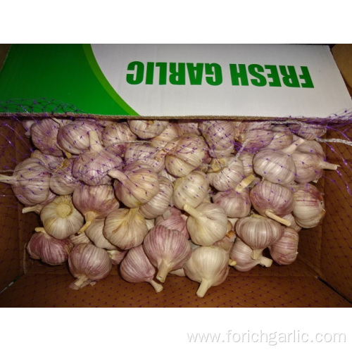 Size 5.0cm Fresh Normal White Garlic